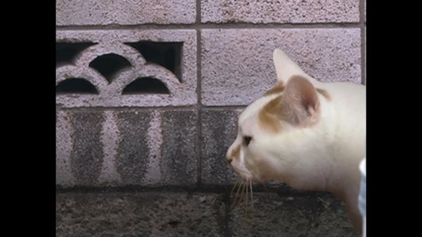 猫之怪奇谭截图1