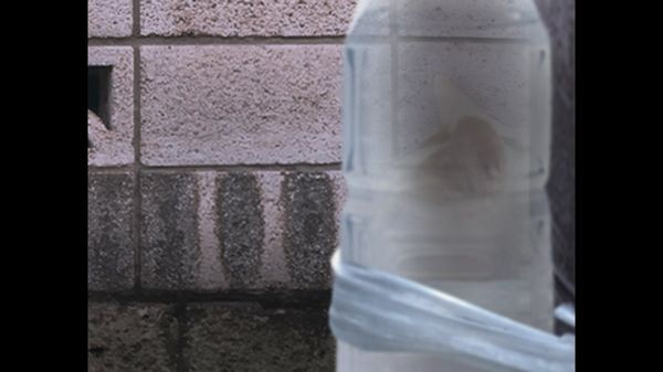 猫之怪奇谭截图0